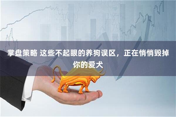 掌盘策略 这些不起眼的养狗误区，正在悄悄毁掉你的爱犬