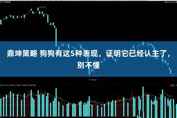 鼎坤策略 狗狗有这5种表现，证明它已经认主了，别不懂